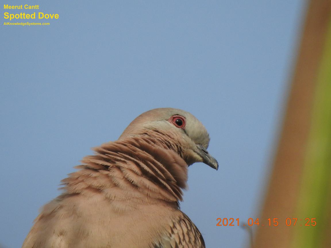 Dove Spotted (142) Coming Soon